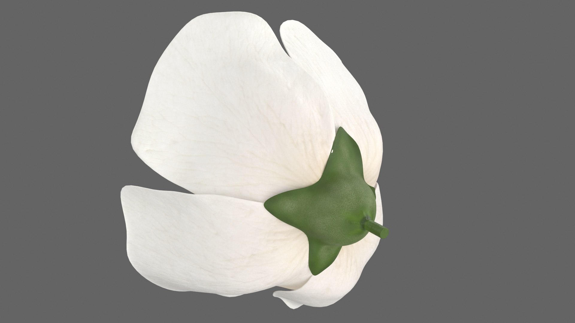 3D Jasmine Flower https://p.turbosquid.com/ts-thumb/2y/PZXzhY/ap/jasmineflowermb3dmodel013/jpg/1704406531/1920x1080/fit_q87/f262c434b2dae7db148d595800b01408138f4095/jasmineflowermb3dmodel013.jpg