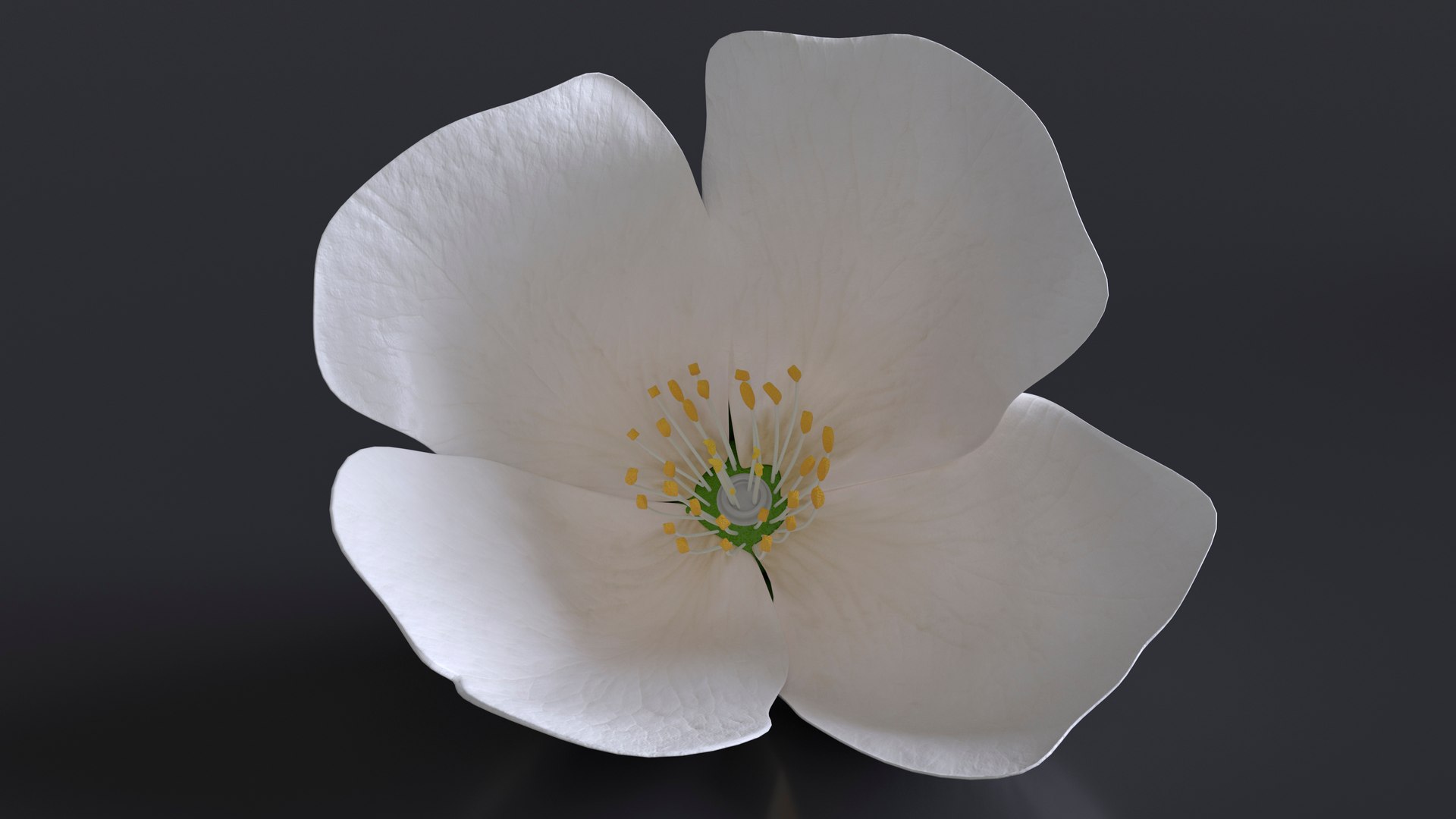 3D Jasmine Flower https://p.turbosquid.com/ts-thumb/2y/PZXzhY/f6/jasmineflowermb3dmodel011/jpg/1704406524/1920x1080/fit_q87/e42b5bb8360dce99650964a18b8dc3be5044b9ef/jasmineflowermb3dmodel011.jpg