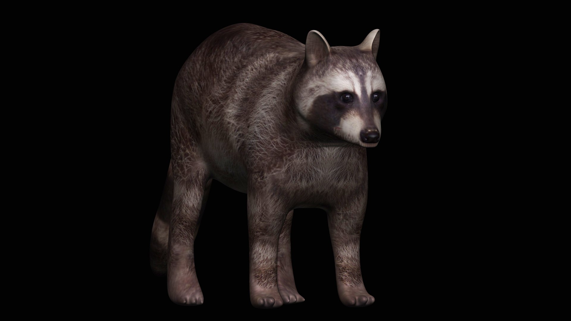 Fully Rigged Brown Raccoon 3D Model - TurboSquid 1710709