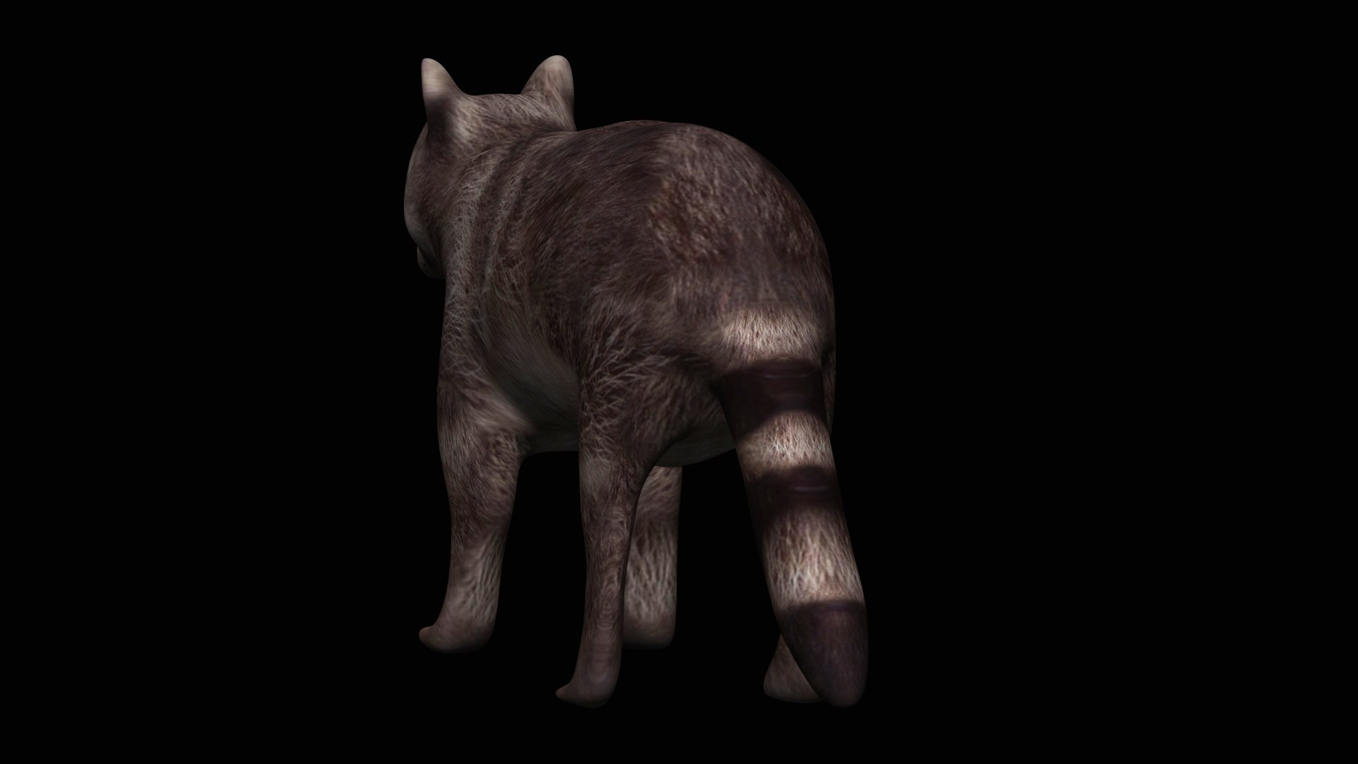 Fully Rigged Brown Raccoon 3D Model - TurboSquid 1710709