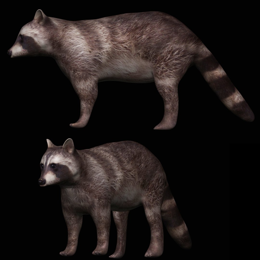 Fully Rigged Brown Raccoon 3D Model - TurboSquid 1710709