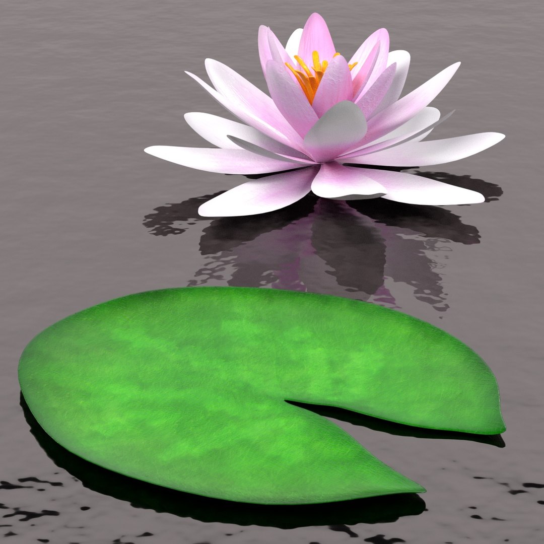 Water Lily D Ds