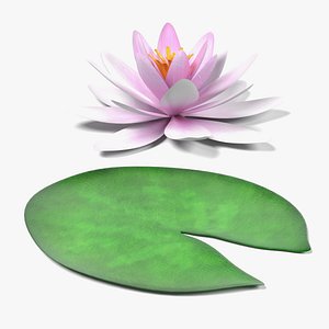 Water Lily