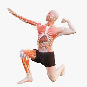 Complete Human Anatomy - Rigged Full Body 3D Model