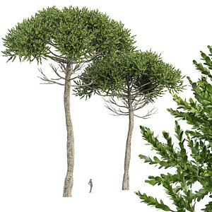 3D Monkey Puzzle 2 Trees Araucaria Araucana
