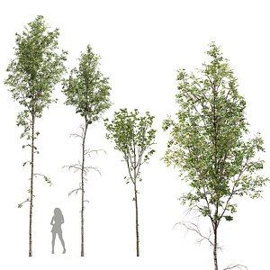 3D model Betula Pendula