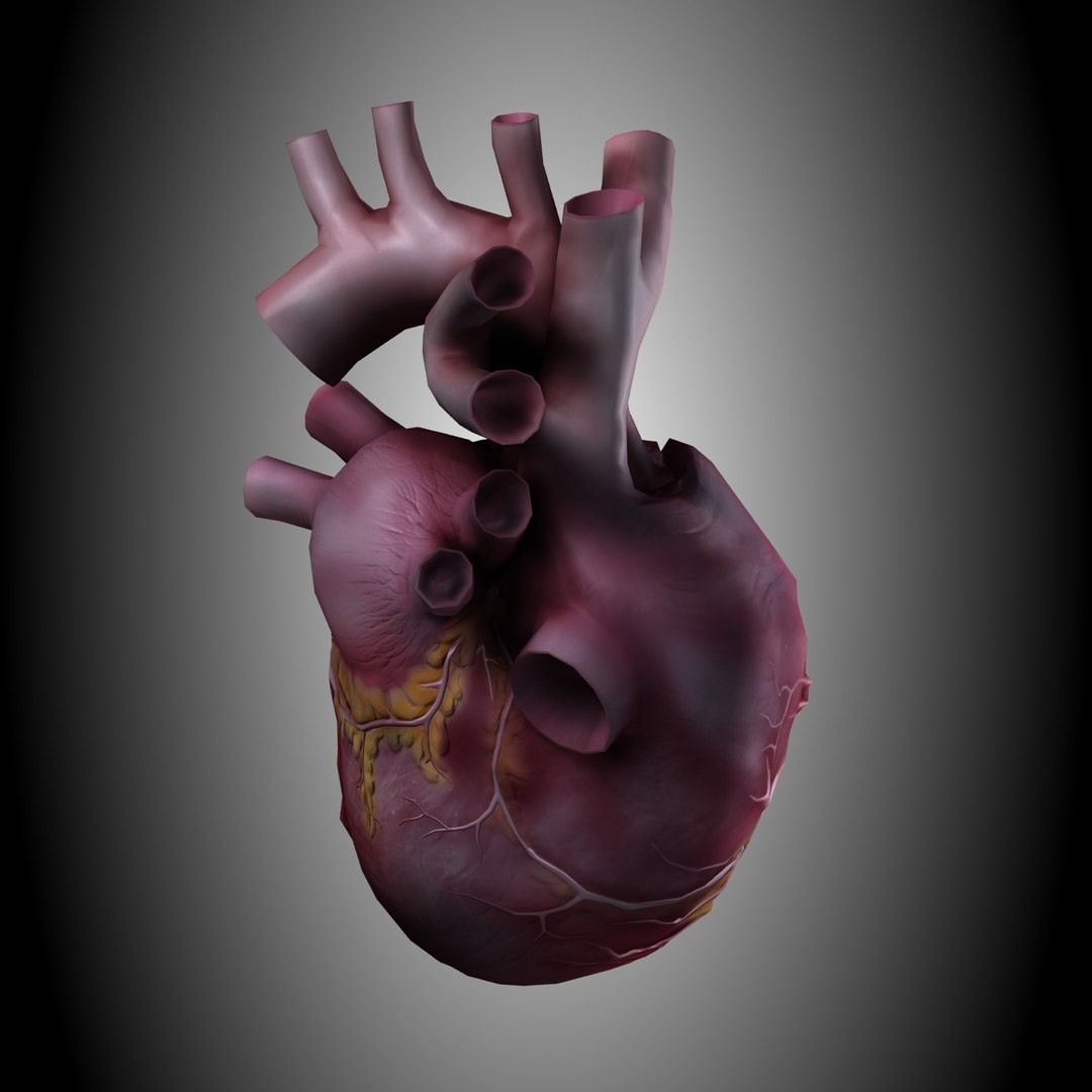 3d human heart