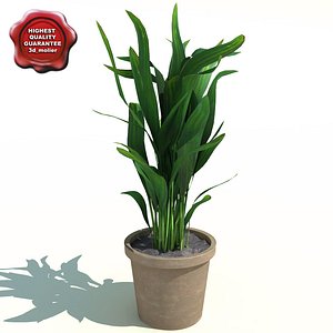 areca palm butterfly 3d max