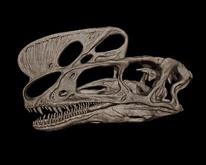 3D Proceratosaurus Skull 3D print model model