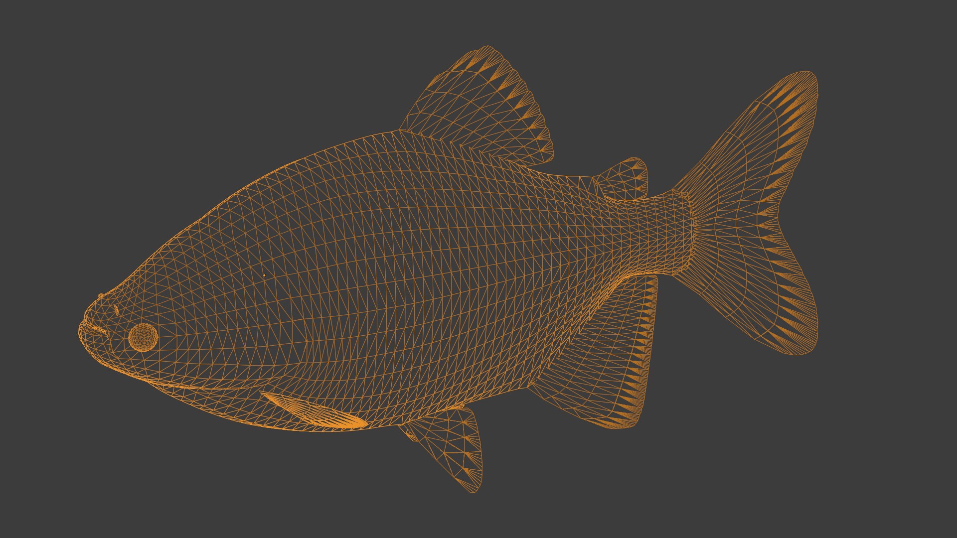 Colossoma Macropomum Swimming 3ds