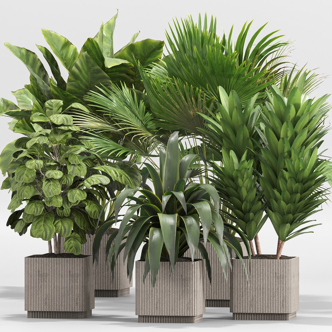 Indoor Plant Set 016 3d Model - Turbosquid 2078848