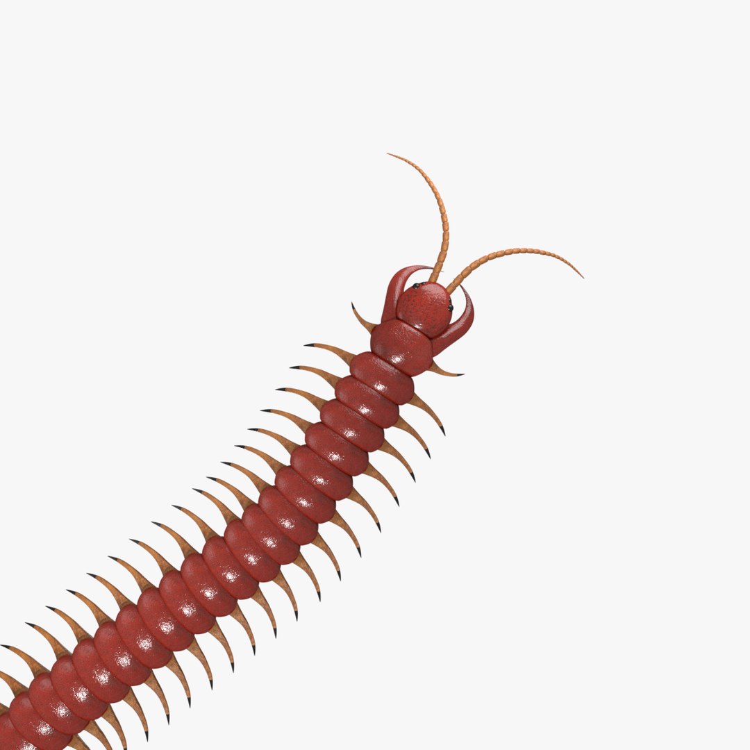 3D Centipede Model - TurboSquid 1227094
