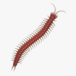 3D centipede model
