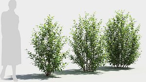 3D Betula pumila tree model