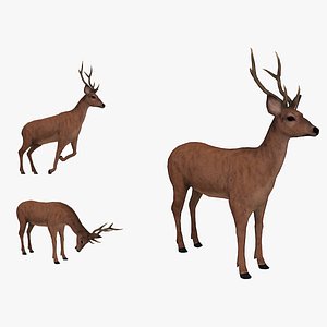 Animated stag 3D