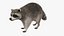 Raccoon Walking Pose Fur