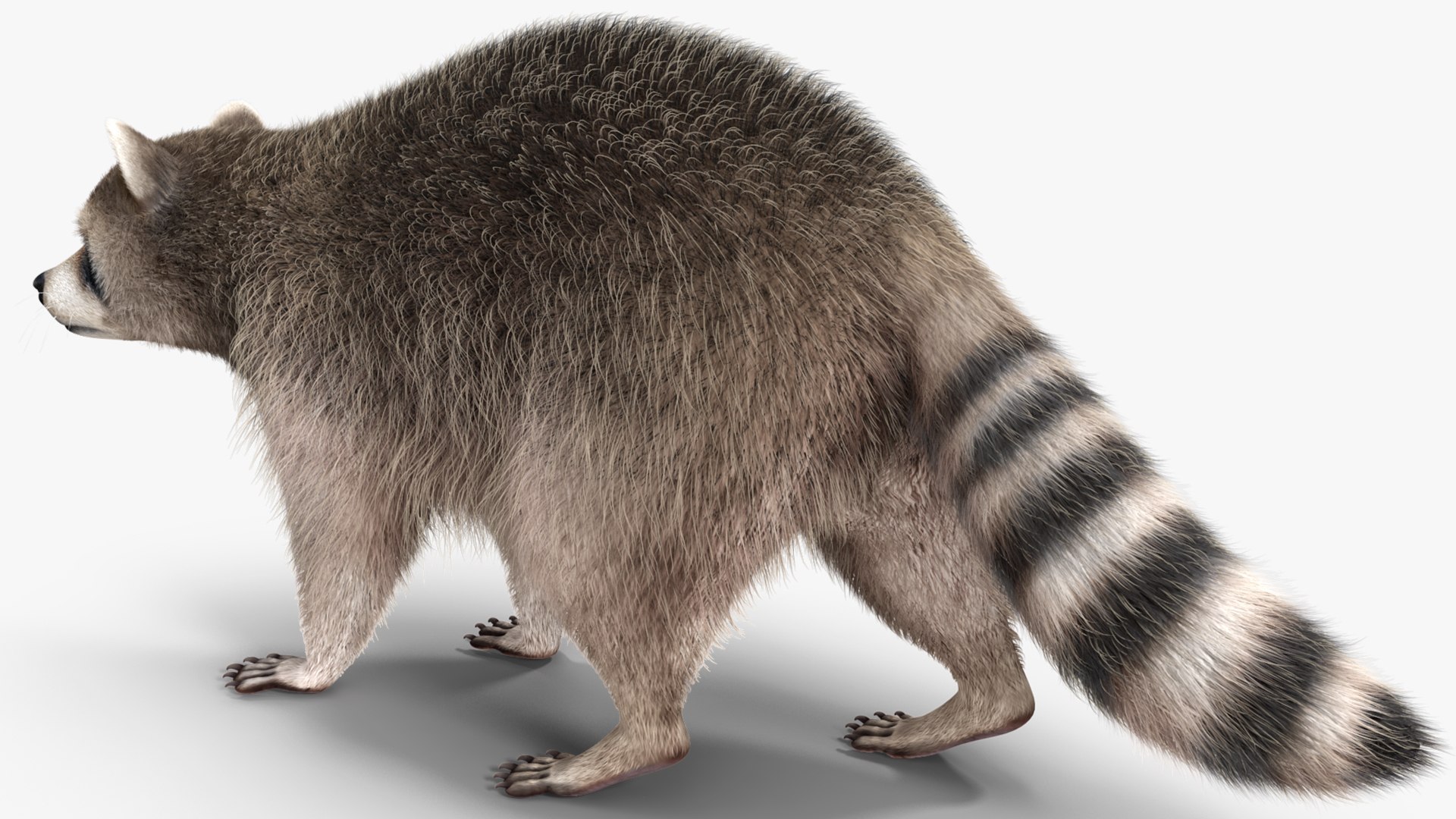 Raccoon Walking Pose Fur 3D https://p.turbosquid.com/ts-thumb/30/1qGROs/CM/raccoonwalkingposefurc4dmodel009/jpg/1648197655/1920x1080/fit_q87/6aef611ef5afaf45b0d6c9b021f4a156b53e2558/raccoonwalkingposefurc4dmodel009.jpg