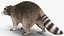Raccoon Walking Pose Fur