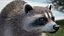 Raccoon Walking Pose Fur