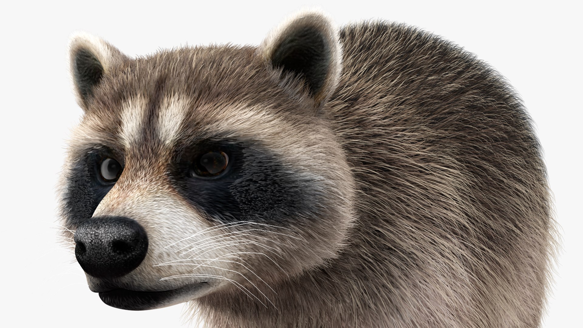 Raccoon Walking Pose Fur 3D https://p.turbosquid.com/ts-thumb/30/1qGROs/IG/raccoonwalkingposefurc4dmodel014/jpg/1648197673/1920x1080/fit_q87/c9d3c50d0112422235738bfdae9c146d3ba16390/raccoonwalkingposefurc4dmodel014.jpg