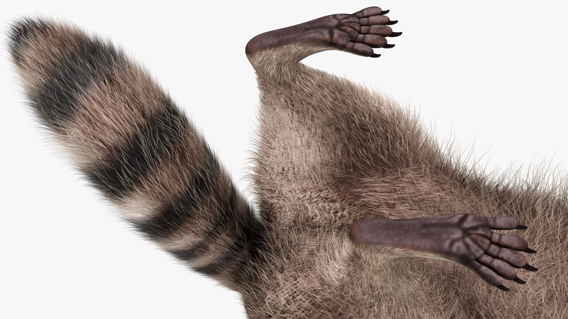 Raccoon Walking Pose Fur 3D https://p.turbosquid.com/ts-thumb/30/1qGROs/QO/raccoonwalkingposefurc4dmodel013/jpg/1648197670/1920x1080/fit_q87/27eb4885277a969c07ab78bfc344bf7310b59403/raccoonwalkingposefurc4dmodel013.jpg