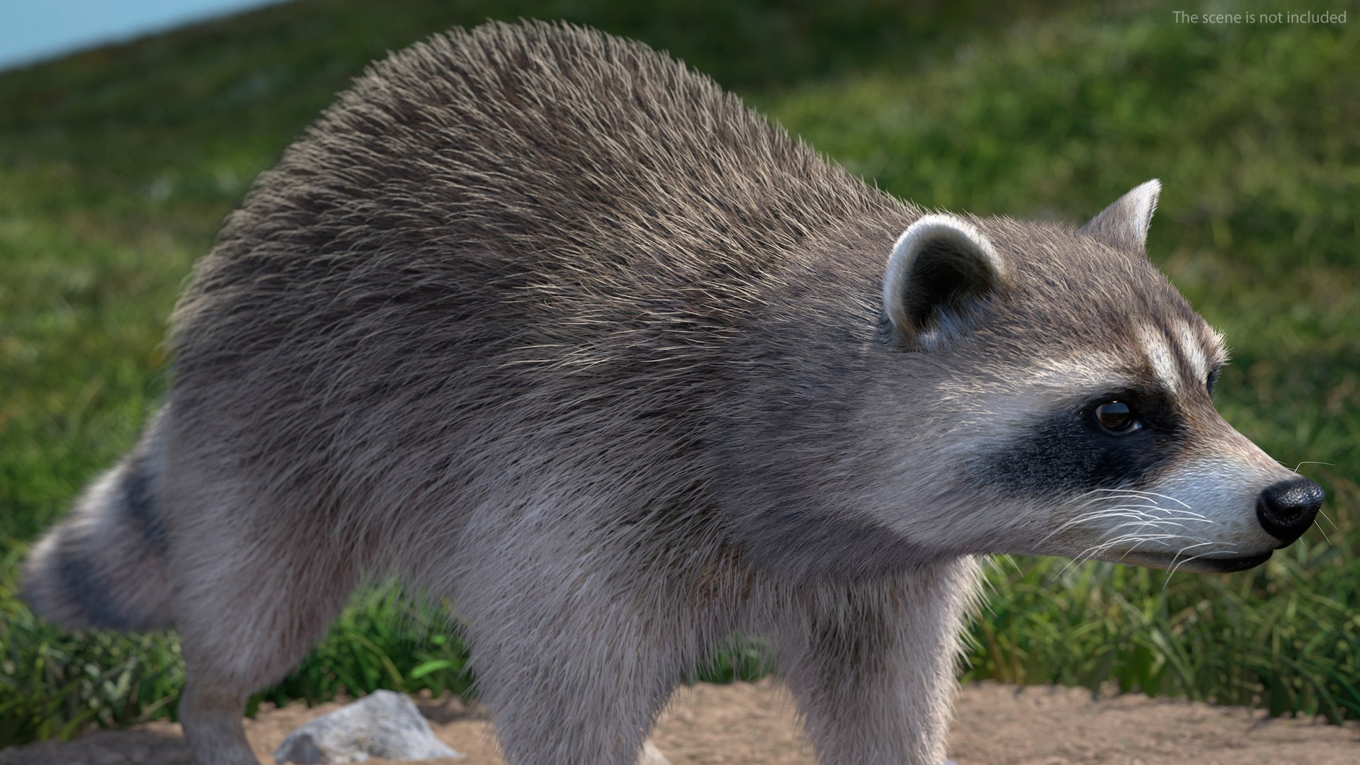Raccoon Walking Pose Fur 3D https://p.turbosquid.com/ts-thumb/30/1qGROs/RR/raccoonwalkingposefurc4dmodel006/jpg/1648197646/1920x1080/fit_q87/521ee2ea40c044ac4210bcee88508bbe6b273cd2/raccoonwalkingposefurc4dmodel006.jpg