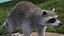 Raccoon Walking Pose Fur