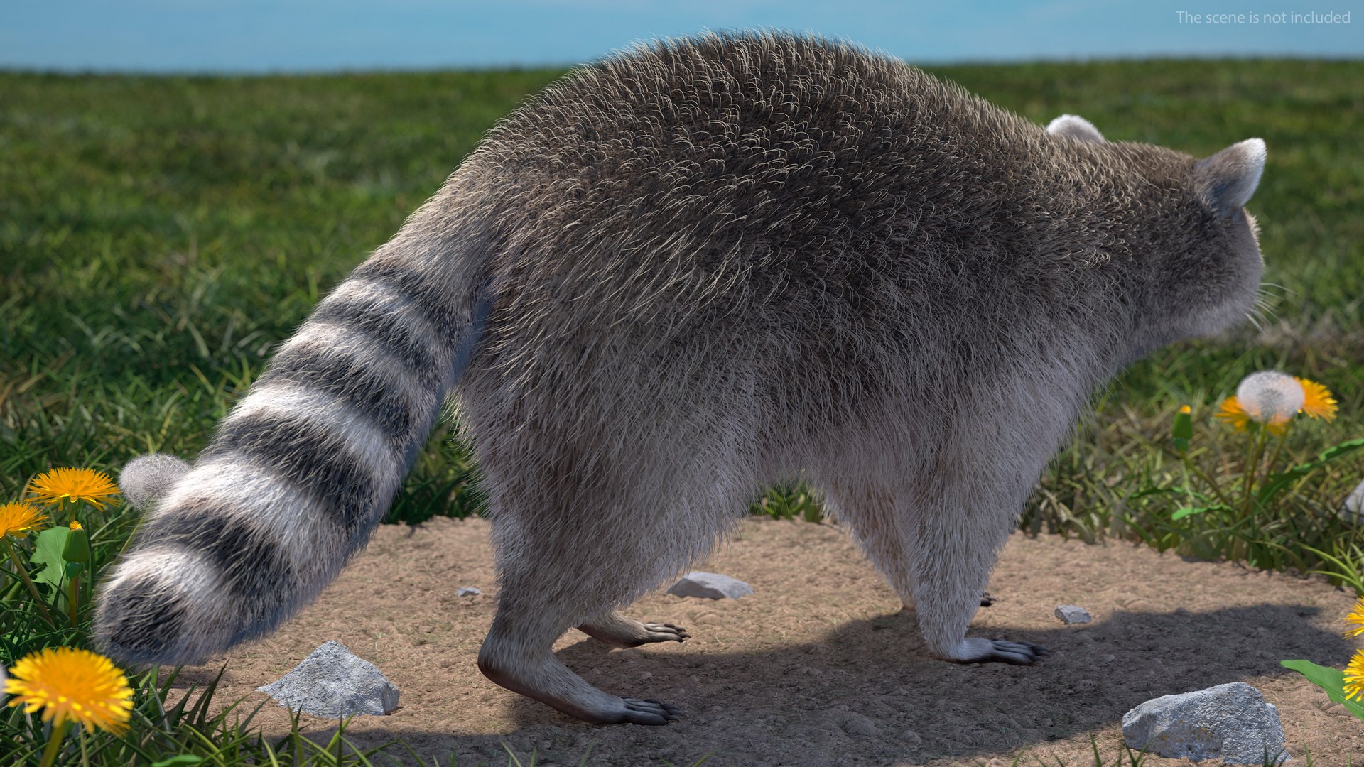 Raccoon Walking Pose Fur 3D https://p.turbosquid.com/ts-thumb/30/1qGROs/T8/raccoonwalkingposefurc4dmodel005/jpg/1648197642/1920x1080/fit_q87/51ddcffb7dfd36208d7aa023858a26d60c845b69/raccoonwalkingposefurc4dmodel005.jpg