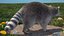 Raccoon Walking Pose Fur