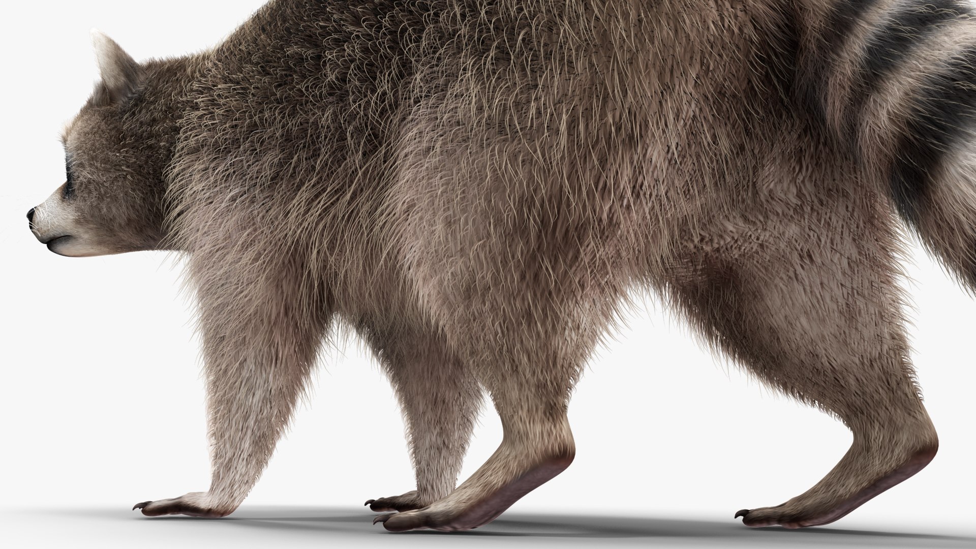 Raccoon Walking Pose Fur 3D https://p.turbosquid.com/ts-thumb/30/1qGROs/UL/raccoonwalkingposefurc4dmodel016/jpg/1648197680/1920x1080/fit_q87/0cd8d762d31b6a354439a6ac2d9708aea4f9b7d0/raccoonwalkingposefurc4dmodel016.jpg