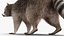 Raccoon Walking Pose Fur