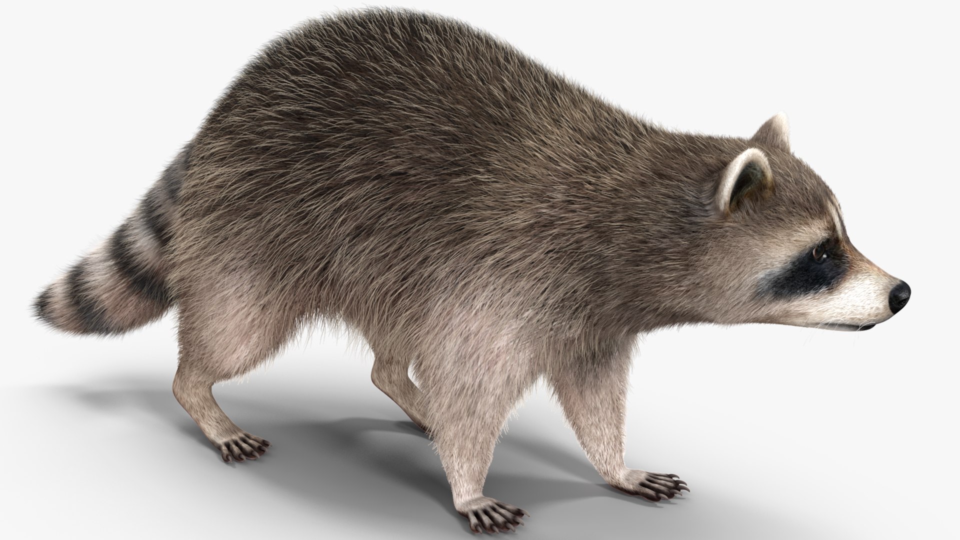 Raccoon Walking Pose Fur 3D https://p.turbosquid.com/ts-thumb/30/1qGROs/eY/raccoonwalkingposefurc4dmodel008/jpg/1648197653/1920x1080/fit_q87/2bab450db67f341e8627ea0c80b81cfac059f08b/raccoonwalkingposefurc4dmodel008.jpg