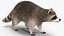 Raccoon Walking Pose Fur