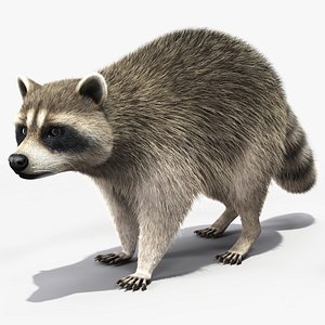 Raccoon Walking Pose Fur 3D