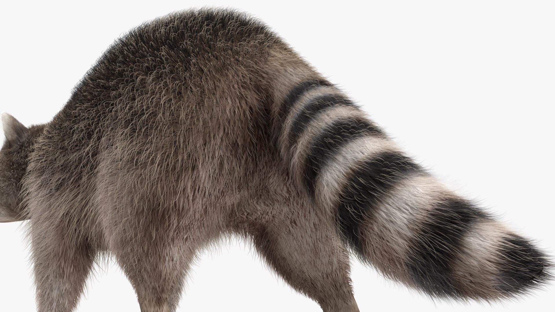 Raccoon Walking Pose Fur 3D https://p.turbosquid.com/ts-thumb/30/1qGROs/iL/raccoonwalkingposefurc4dmodel015/jpg/1648197676/1920x1080/fit_q87/c48ef262e9cdecbabd7dbe3bee46410b91258e8e/raccoonwalkingposefurc4dmodel015.jpg