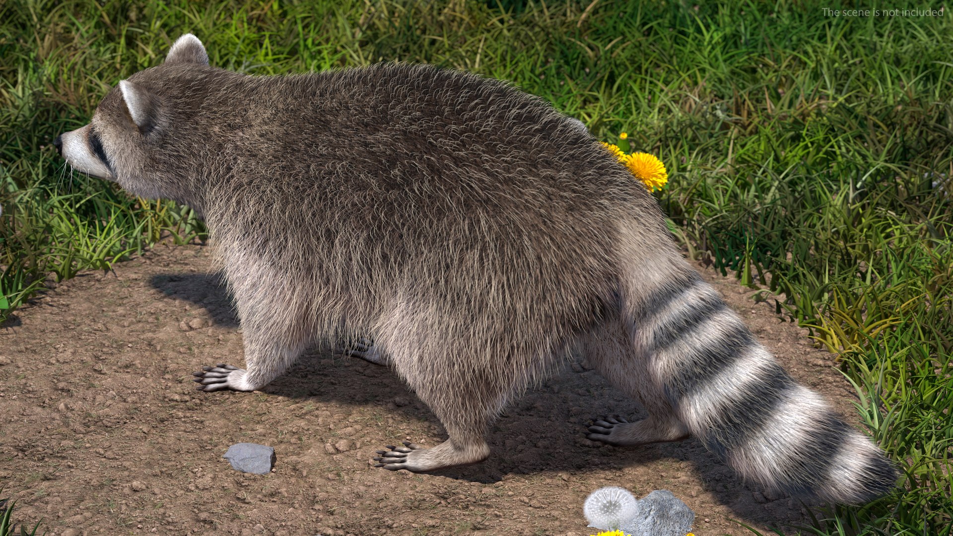 Raccoon Walking Pose Fur 3D https://p.turbosquid.com/ts-thumb/30/1qGROs/jU/raccoonwalkingposefurc4dmodel004/jpg/1648197637/1920x1080/fit_q87/276be767e26cfc7b610d29ec7235d1d621615c5f/raccoonwalkingposefurc4dmodel004.jpg