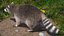 Raccoon Walking Pose Fur