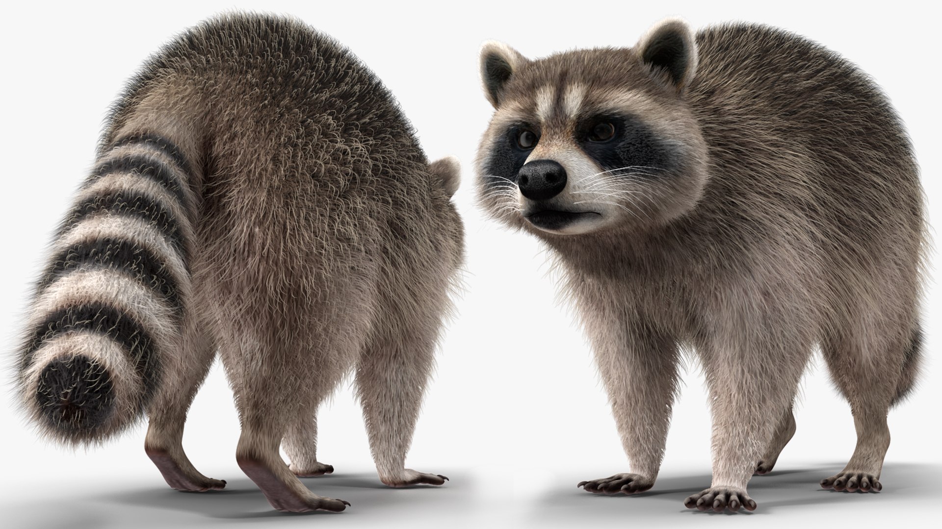 Raccoon Walking Pose Fur 3D https://p.turbosquid.com/ts-thumb/30/1qGROs/jU/raccoonwalkingposefurc4dmodel010/jpg/1648197658/1920x1080/fit_q87/2fbc1f6f24256ae5cef2b309b02c60289ca62310/raccoonwalkingposefurc4dmodel010.jpg
