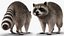 Raccoon Walking Pose Fur