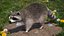 Raccoon Walking Pose Fur