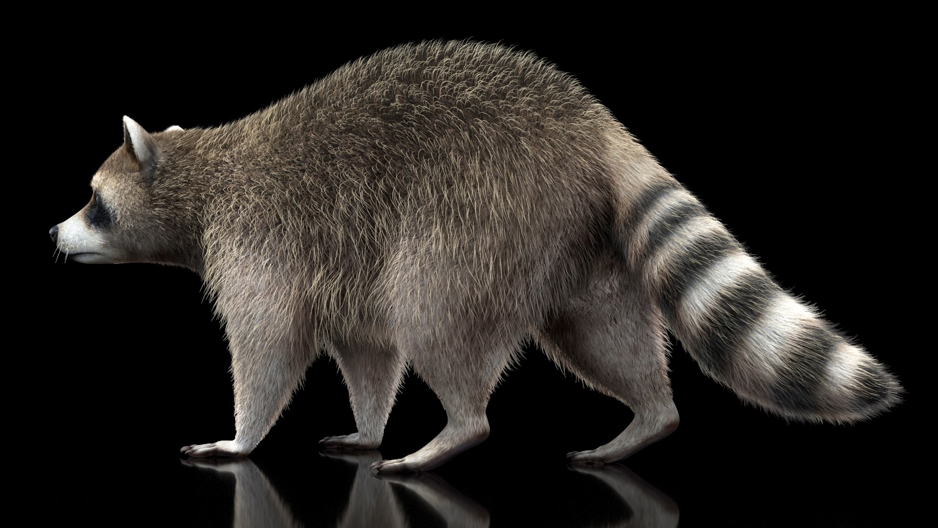 Raccoon Walking Pose Fur 3D https://p.turbosquid.com/ts-thumb/30/1qGROs/lY/raccoonwalkingposefurc4dmodel002/jpg/1648197626/1920x1080/fit_q87/239b8a4292a61c990f5324af87e87510fe116d5a/raccoonwalkingposefurc4dmodel002.jpg