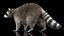 Raccoon Walking Pose Fur