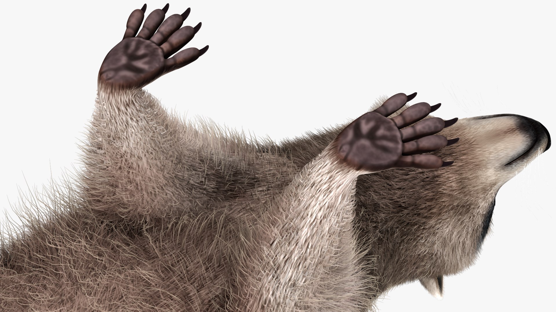 Raccoon Walking Pose Fur 3D https://p.turbosquid.com/ts-thumb/30/1qGROs/pZ/raccoonwalkingposefurc4dmodel012/jpg/1648197666/1920x1080/fit_q87/32748114a6b1e443b3e833a9209232f72dca86c4/raccoonwalkingposefurc4dmodel012.jpg