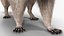 Raccoon Walking Pose Fur