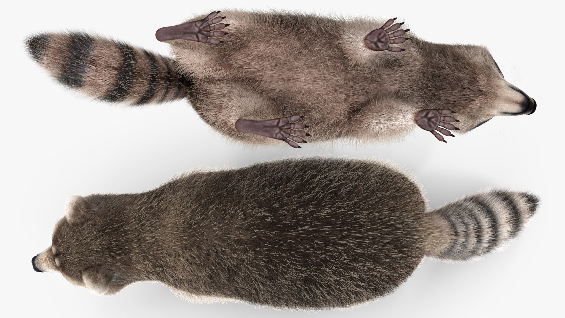 Raccoon Walking Pose Fur 3D https://p.turbosquid.com/ts-thumb/30/1qGROs/wi/raccoonwalkingposefurc4dmodel011/jpg/1648197661/1920x1080/fit_q87/3eb167a797fca91dff673ae56ade1e155f1fd1f7/raccoonwalkingposefurc4dmodel011.jpg