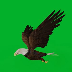 Bald Eagle Bird