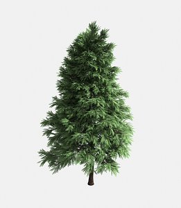 forest - scotia pine 3D model