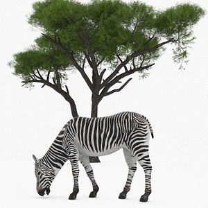 3D Acacia Shade and Zebra