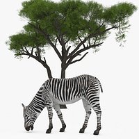 Acacia Shade and Zebra