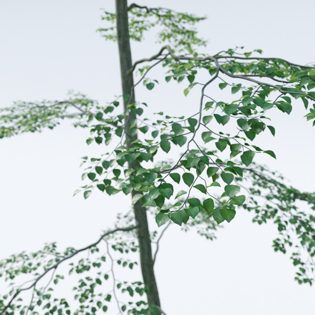 beech tree fagus sylvatica max https://p.turbosquid.com/ts-thumb/30/NSNJtb/JWHGnpVy/007/jpg/1476032326/1920x1080/fit_q87/ad0c3fcfe7b9e8f1751a2cdeaa2ca209a0d41462/007.jpg
